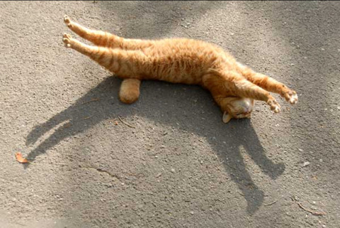 猫好き必見!男性が猫に好かれる3つのポイント。