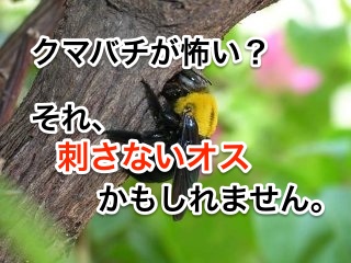 クマバチが怖い?それ刺さないオスかもしれません。