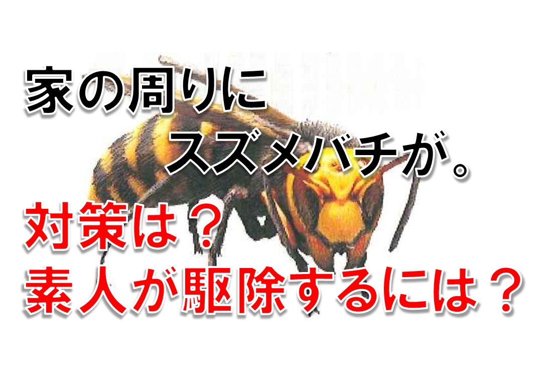家の周りにスズメバチが。対策は?素人が駆除するには?