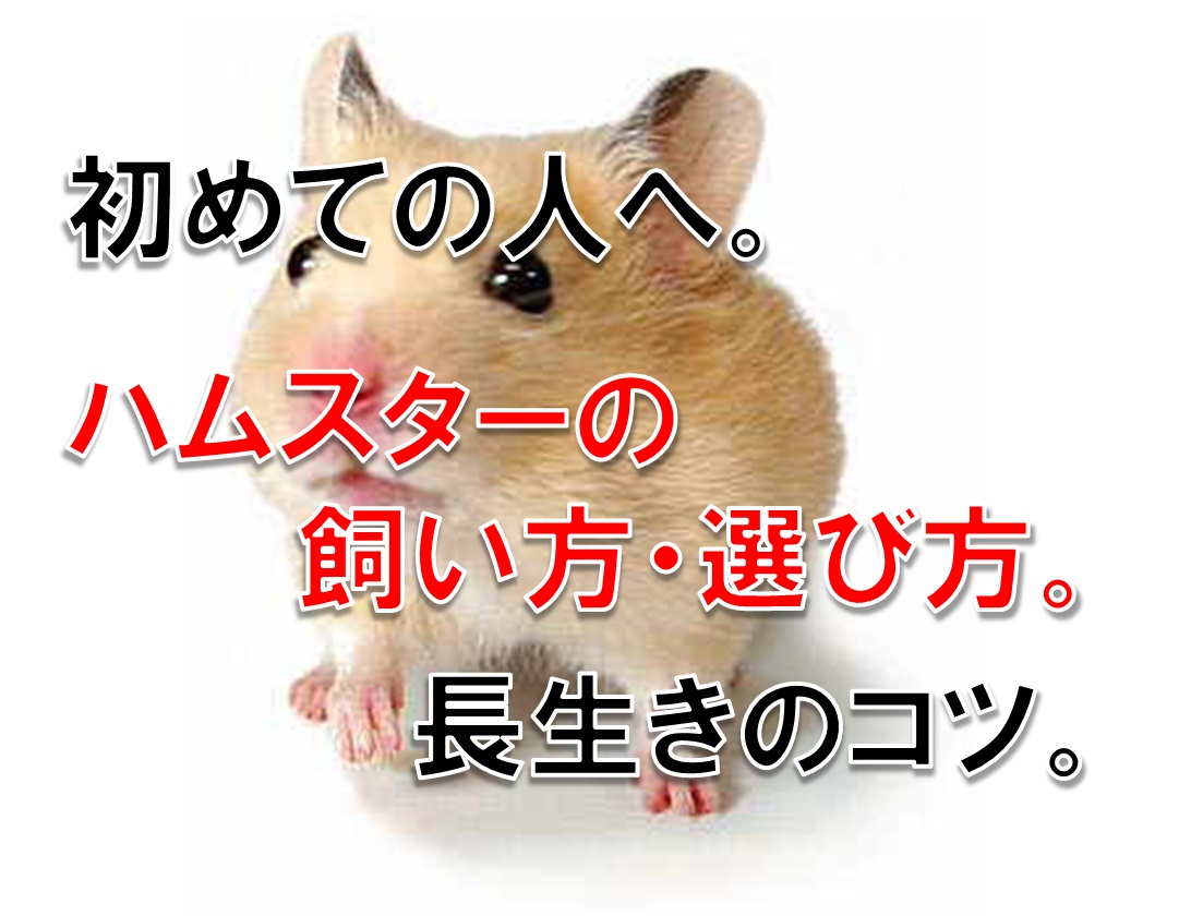 初めての人へ。ハムスターの飼い方・選び方 長生きのコツ。