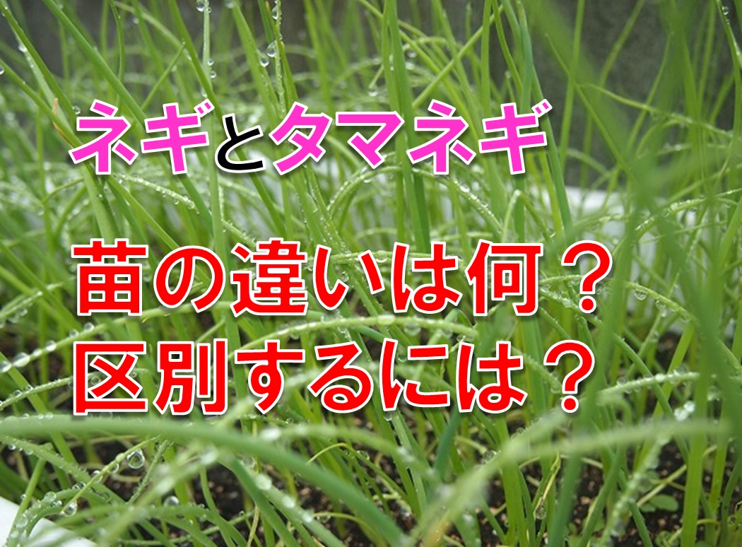 ネギとタマネギ 苗の違いは何?区別するには?