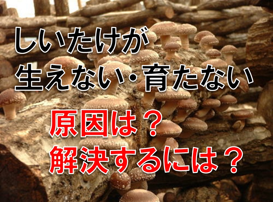椎茸が生えない・育たない原因は?これで解決できるかも オススメの栽培法